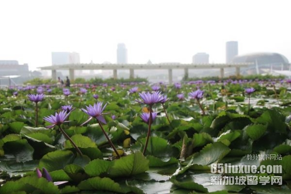 mdis�¼�����������