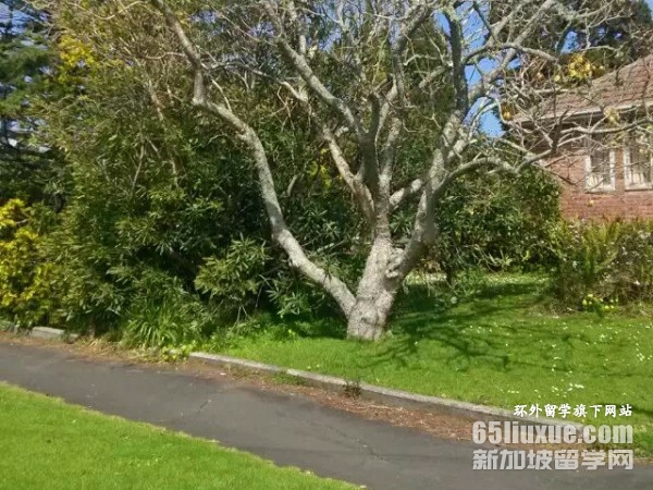 新西兰大学排名前十