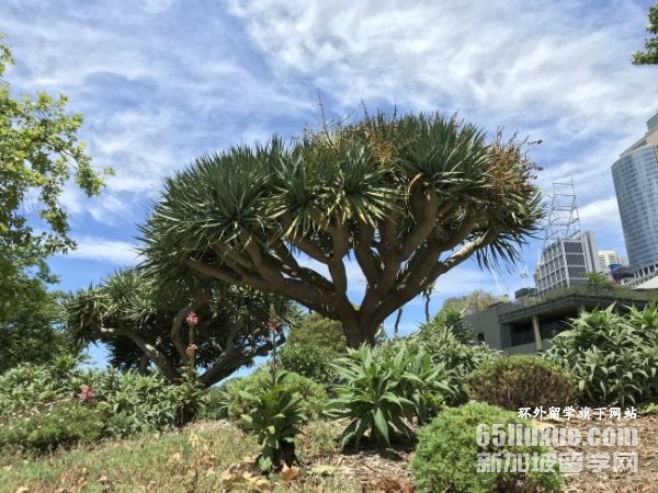 澳洲读研商科留学