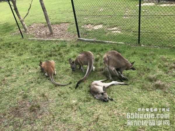 2025澳大利亚留学学费