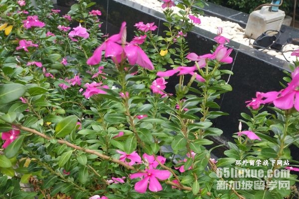 泰国大学硕士专业会计