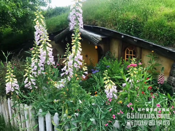 新西兰奥克兰大学心理学硕士