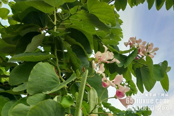 泰国西北大学艺术学院