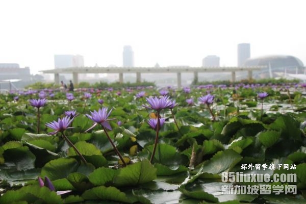 新加坡留学研究生一年费用多少