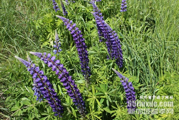 �¿�����ѧ��������ѧ��ѧ