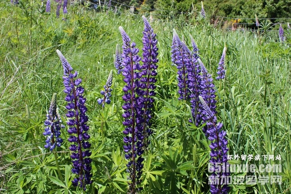 �����ά�����Ǵ�ѧ������ѧ