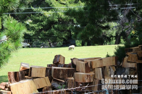 新西兰研究生留学一年费用多少