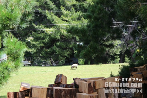 新西兰大学预科留学要求