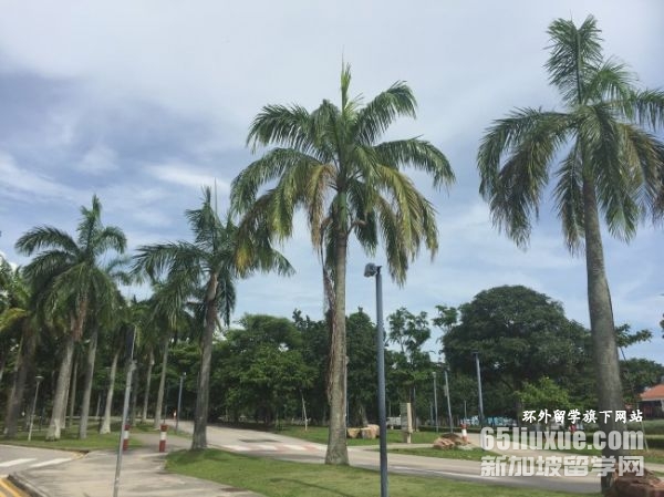 新加坡国立大学llm