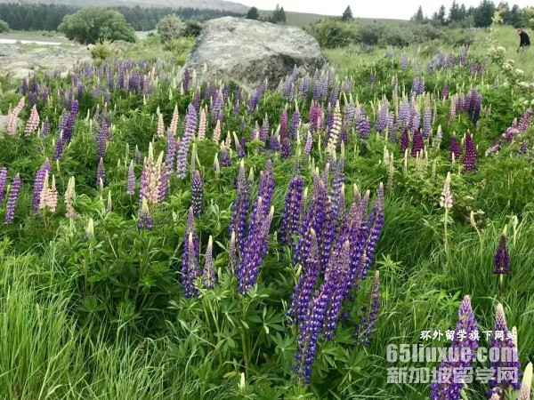 ���������Ƽ�����